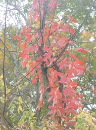 PA140018